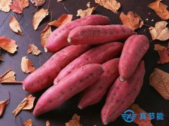 紅薯渣烘干機(jī)方便紅薯渣開(kāi)發(fā)利用